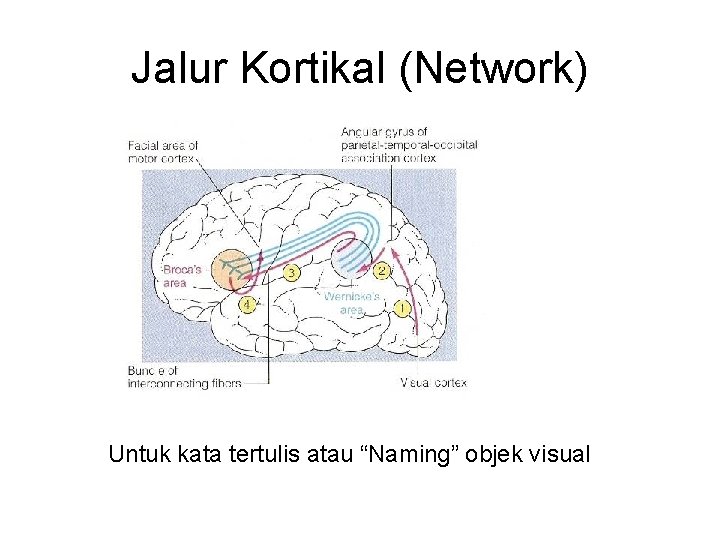 Jalur Kortikal (Network) Untuk kata tertulis atau “Naming” objek visual Jalur Kortikal (Network) Untuk kata tertulis atau “Naming” objek visual