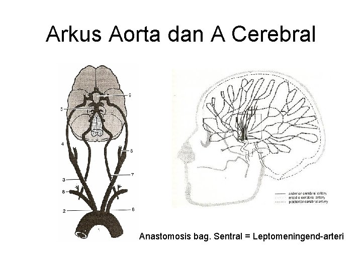 Arkus Aorta dan A Cerebral Anastomosis bag. Sentral = Leptomeningend-arteri Arkus Aorta dan A Cerebral Anastomosis bag. Sentral = Leptomeningend-arteri