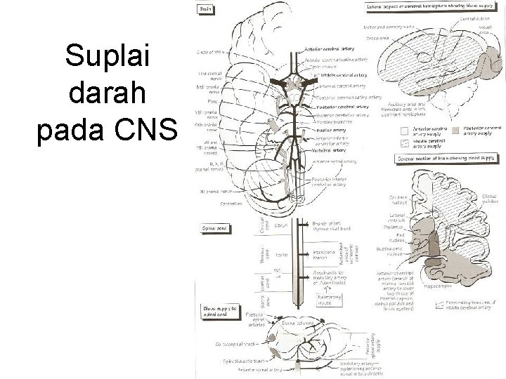 Suplai darah pada CNS Suplai darah pada CNS