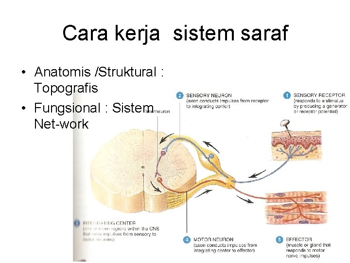 Cara kerja sistem saraf • Anatomis /Struktural : Topografis • Fungsional : Sistem Net-work Cara kerja sistem saraf • Anatomis /Struktural : Topografis • Fungsional : Sistem Net-work
