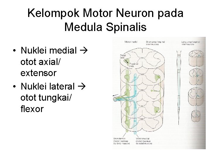 Kelompok Motor Neuron pada Medula Spinalis • Nuklei medial otot axial/ extensor • Nuklei Kelompok Motor Neuron pada Medula Spinalis • Nuklei medial otot axial/ extensor • Nuklei