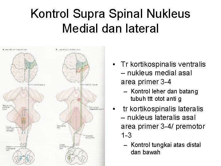 Kontrol Supra Spinal Nukleus Medial dan lateral • Tr kortikospinalis ventralis – nukleus medial Kontrol Supra Spinal Nukleus Medial dan lateral • Tr kortikospinalis ventralis – nukleus medial