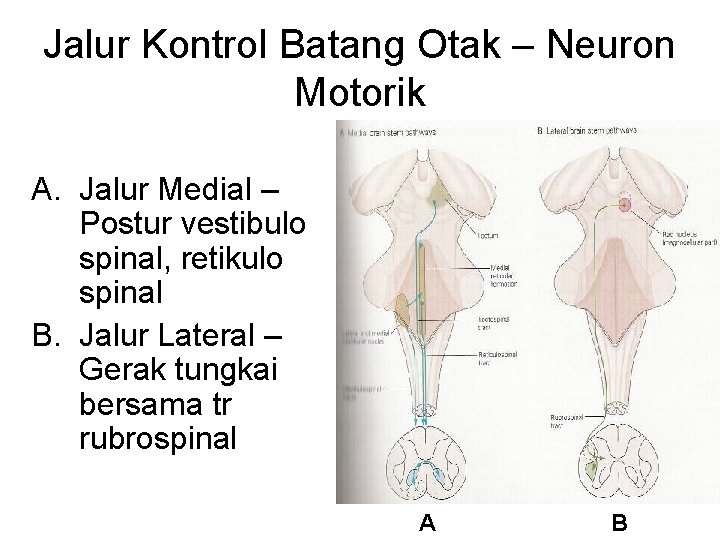 Jalur Kontrol Batang Otak – Neuron Motorik A. Jalur Medial – Postur vestibulo spinal, Jalur Kontrol Batang Otak – Neuron Motorik A. Jalur Medial – Postur vestibulo spinal,