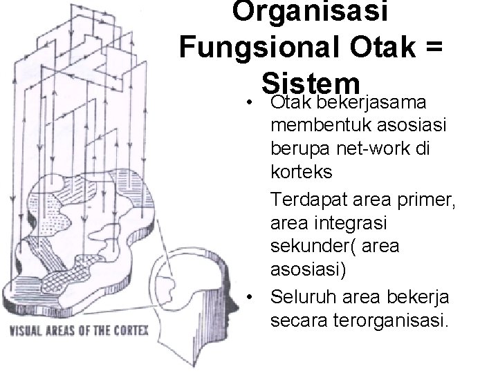 Organisasi Fungsional Otak = Sistem • Otak bekerjasama membentuk asosiasi berupa net-work di korteks Organisasi Fungsional Otak = Sistem • Otak bekerjasama membentuk asosiasi berupa net-work di korteks
