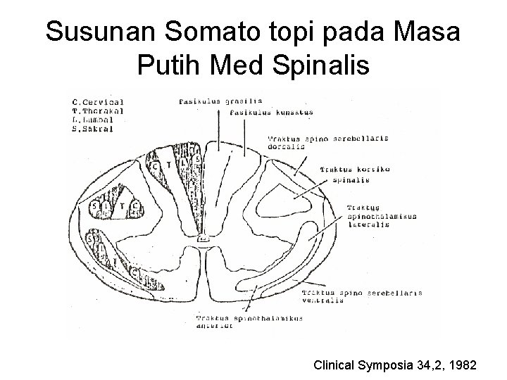 Susunan Somato topi pada Masa Putih Med Spinalis Clinical Symposia 34, 2, 1982 Susunan Somato topi pada Masa Putih Med Spinalis Clinical Symposia 34, 2, 1982