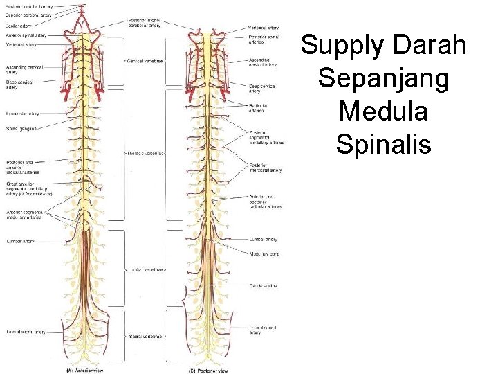 Supply Darah Sepanjang Medula Spinalis Supply Darah Sepanjang Medula Spinalis