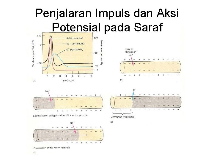 Penjalaran Impuls dan Aksi Potensial pada Saraf Penjalaran Impuls dan Aksi Potensial pada Saraf