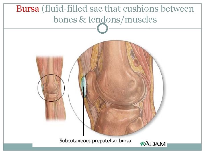 Bursa (fluid-filled sac that cushions between bones & tendons/muscles Bursa (fluid-filled sac that cushions between bones & tendons/muscles