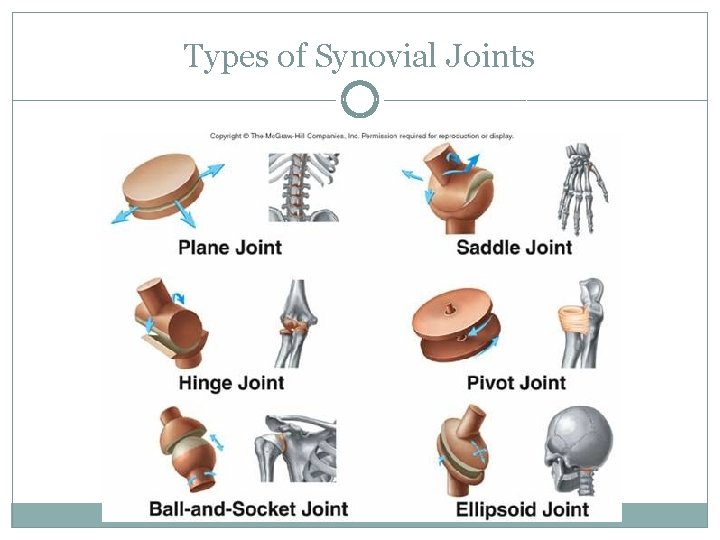 Types of Synovial Joints Types of Synovial Joints
