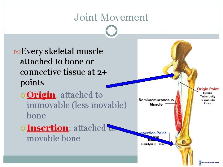 Joint Movement Every skeletal muscle attached to bone or connective tissue at 2+ points