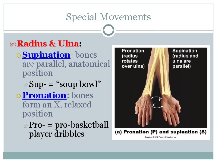 Special Movements Radius & Ulna: Supination: bones are parallel, anatomical position Sup- = “soup Special Movements Radius & Ulna: Supination: bones are parallel, anatomical position Sup- = “soup