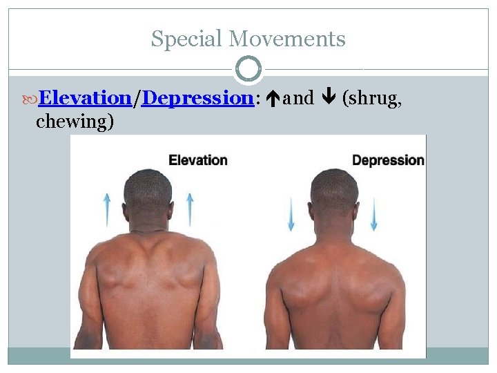 Special Movements Elevation/Depression: and (shrug, chewing) 