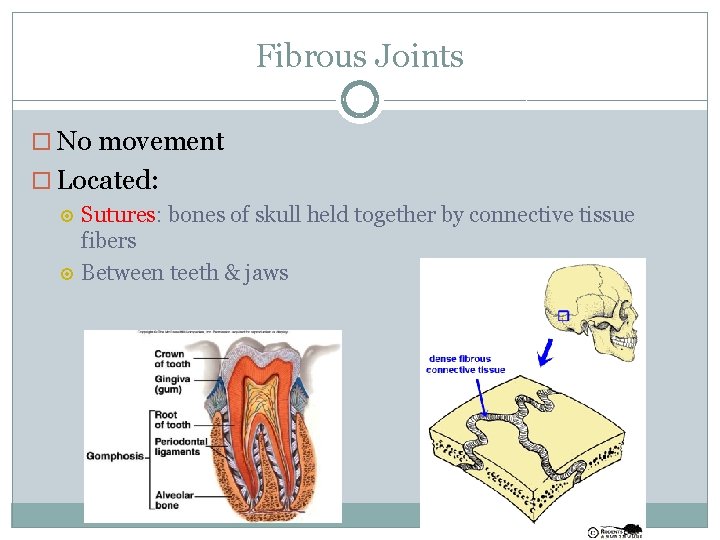 Fibrous Joints No movement Located: Sutures: Sutures bones of skull held together by connective