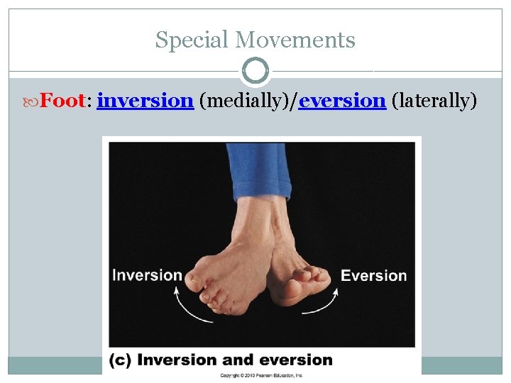 Special Movements Foot: inversion (medially)/eversion (laterally) 