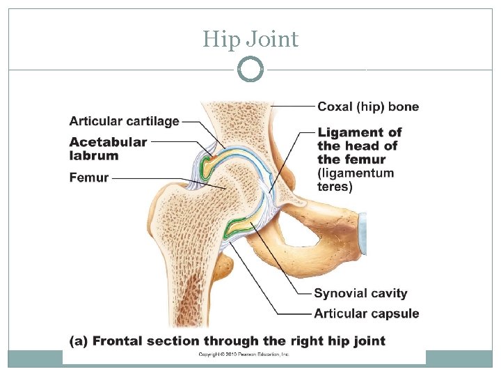 Hip Joint 