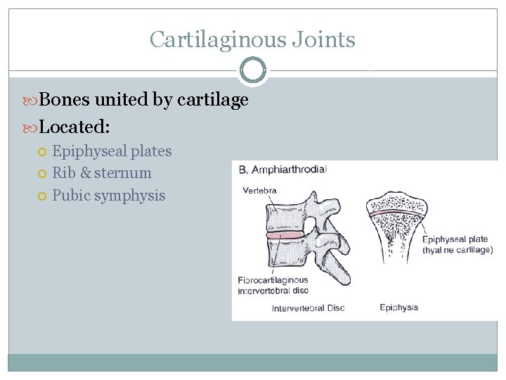 Cartilaginous Joints Bones united by cartilage Located: Epiphyseal plates Rib & sternum Pubic symphysis