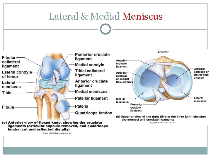 Lateral & Medial Meniscus 