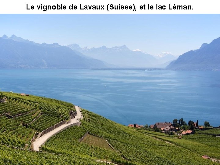Le vignoble de Lavaux (Suisse), et le lac Léman. 