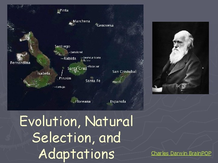 Evolution, Natural Selection, and Adaptations Charles Darwin Brain. POP 