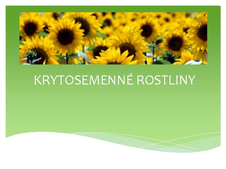 KRYTOSEMENNÉ ROSTLINY 