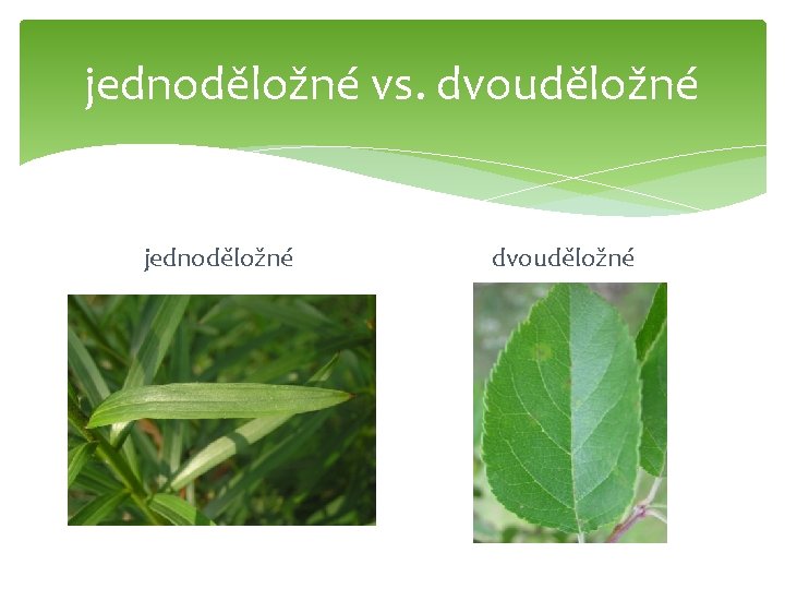 jednoděložné vs. dvouděložné jednoděložné dvouděložné 