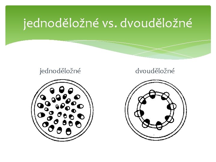 jednoděložné vs. dvouděložné jednoděložné dvouděložné 