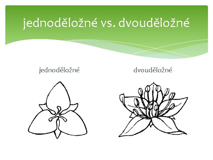 jednoděložné vs. dvouděložné jednoděložné dvouděložné 