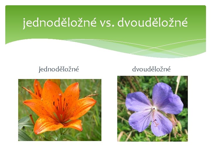 jednoděložné vs. dvouděložné jednoděložné dvouděložné 