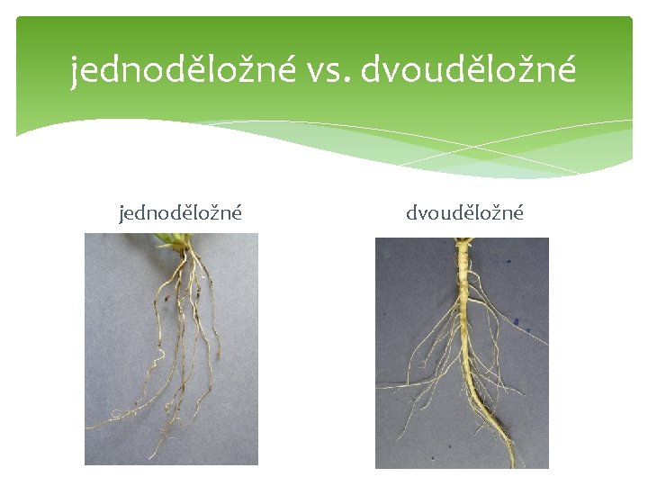 jednoděložné vs. dvouděložné jednoděložné dvouděložné 