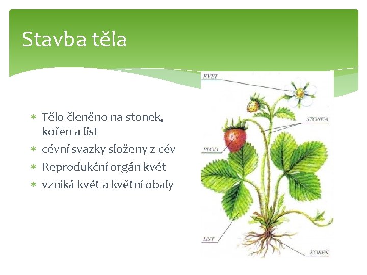 Stavba těla Tělo členěno na stonek, kořen a list cévní svazky složeny z cév