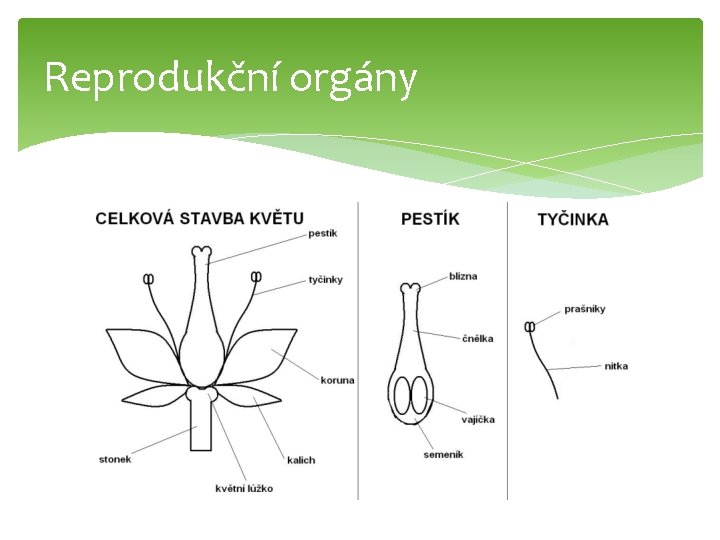 Reprodukční orgány 