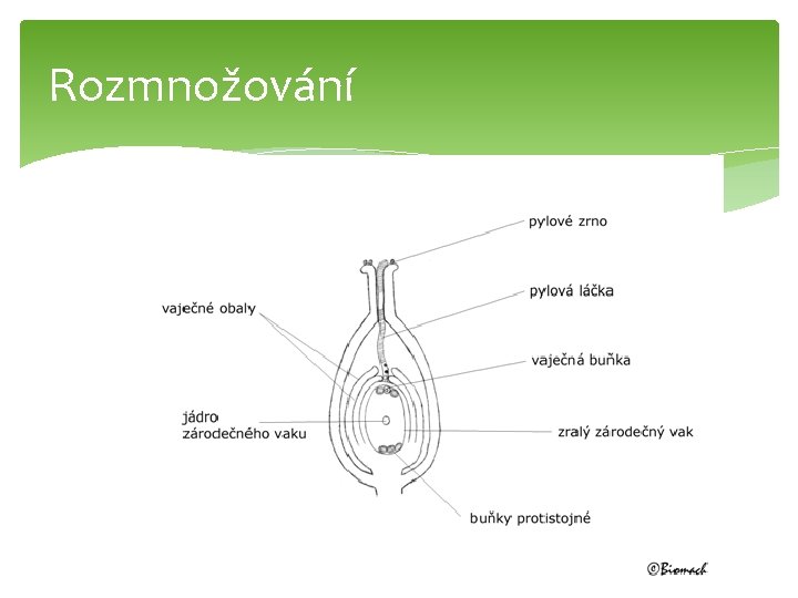 Rozmnožování 