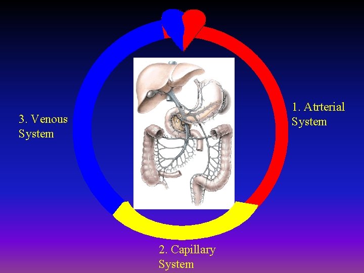 1. Atrterial System 3. Venous System 2. Capillary System 