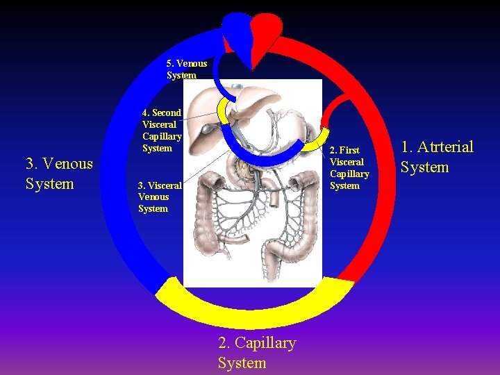 5. Venous System 4. Second Visceral Capillary System 3. Venous System 2. First Visceral
