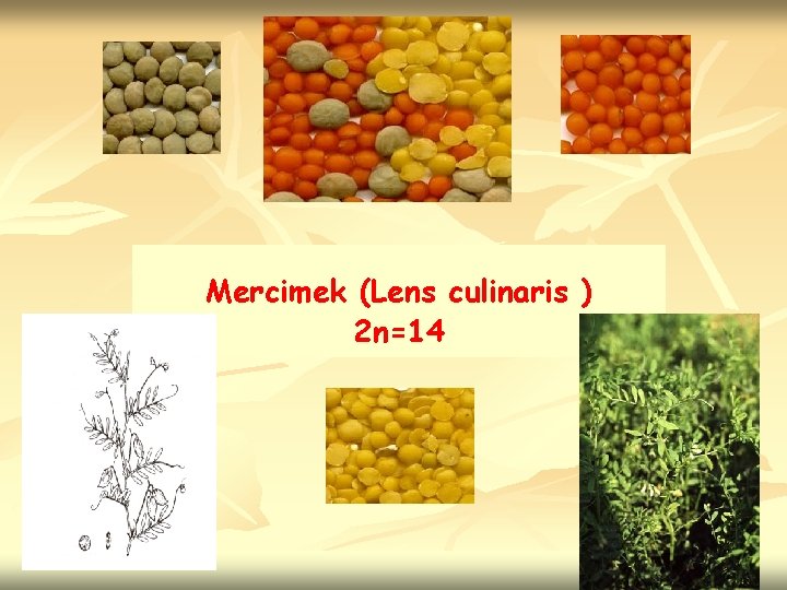 Mercimek (Lens culinaris ) 2 n=14 