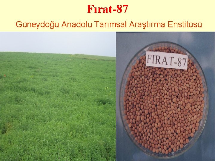 Fırat-87 Güneydoğu Anadolu Tarımsal Araştırma Enstitüsü 