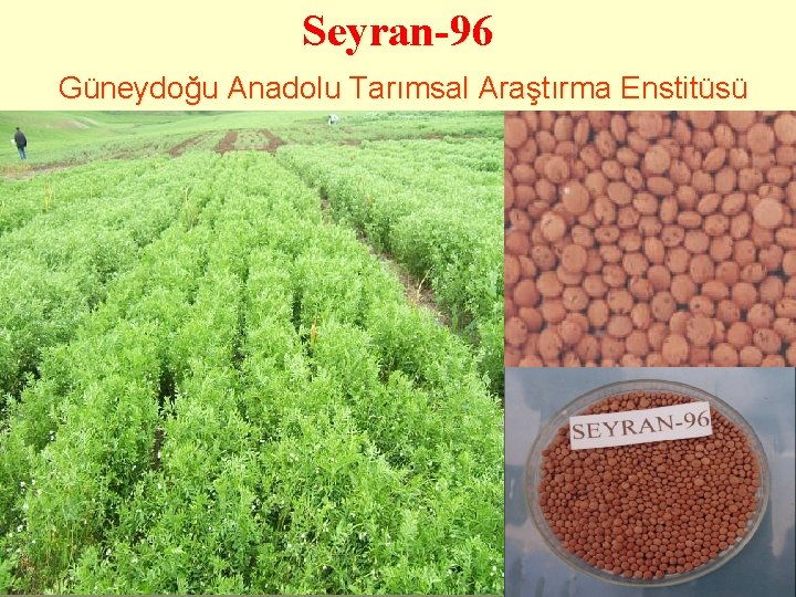 Seyran-96 Güneydoğu Anadolu Tarımsal Araştırma Enstitüsü 