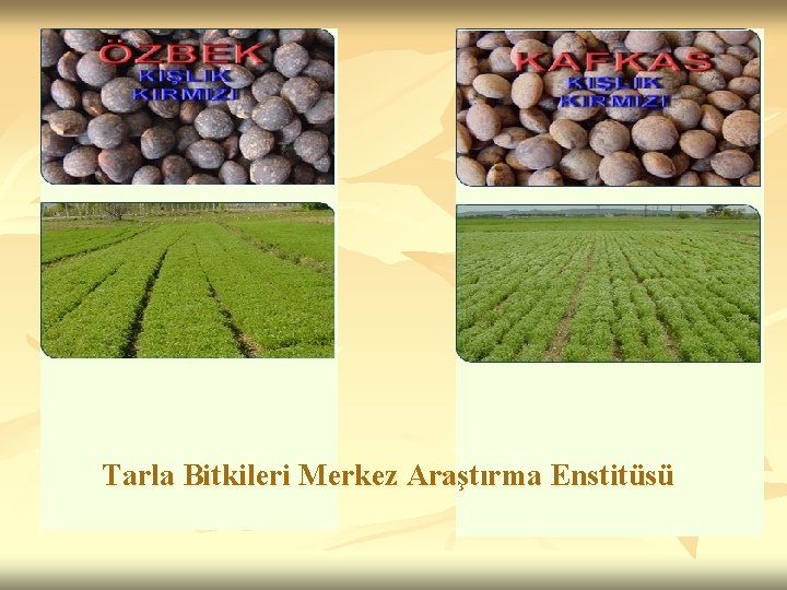 Tarla Bitkileri Merkez Araştırma Enstitüsü 