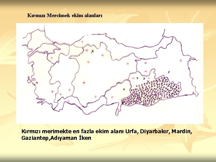 Kırmızı Mercimek ekim alanları Kırmızı merimekte en fazla ekim alanı Urfa, Diyarbakır, Mardin, Gaziantep,