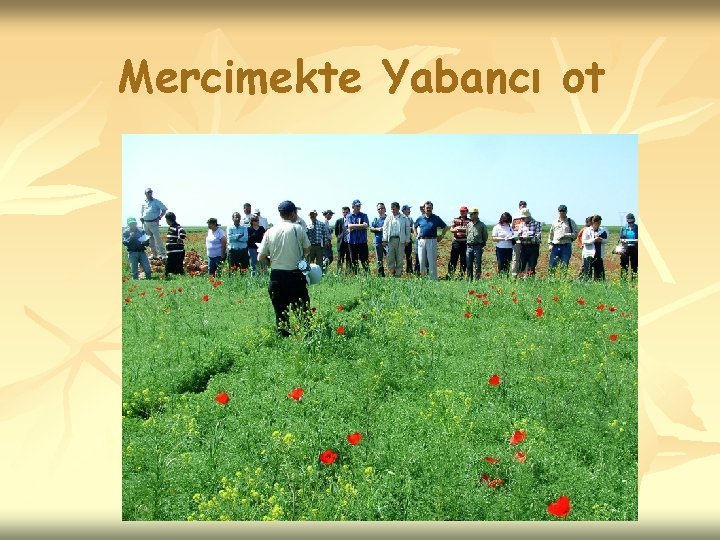 Mercimekte Yabancı ot 