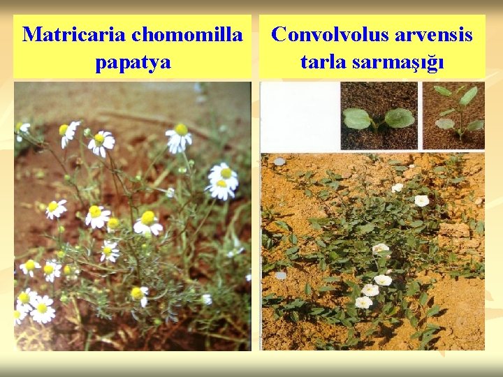 Matricaria chomomilla papatya Convolvolus arvensis tarla sarmaşığı 