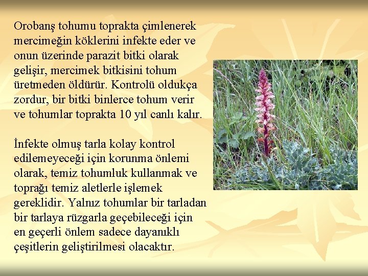 Orobanş tohumu toprakta çimlenerek mercimeğin köklerini infekte eder ve onun üzerinde parazit bitki olarak