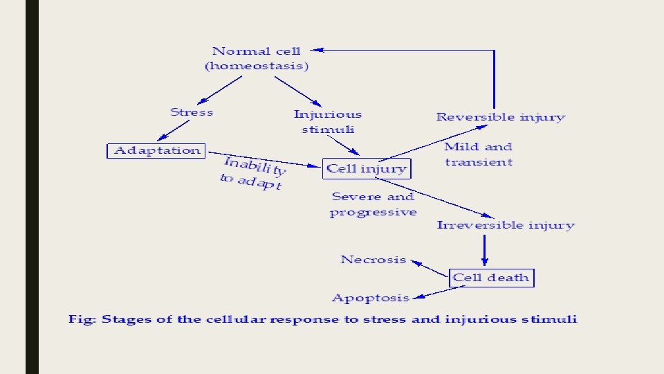 GENERAL ADAPTATION CELL INJURY CELL DEATH Mashiur Rahman