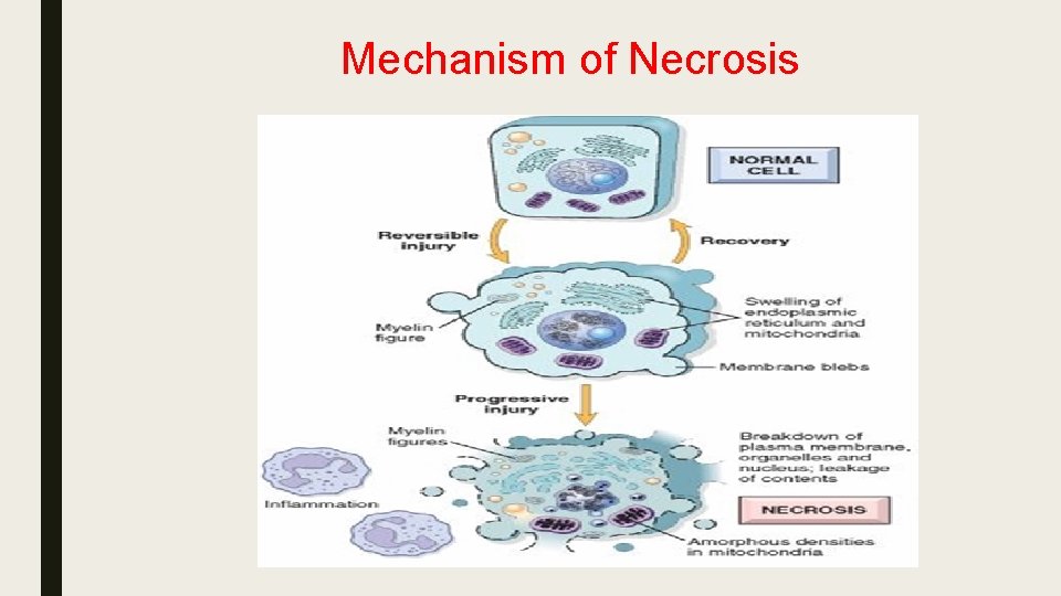GENERAL ADAPTATION CELL INJURY CELL DEATH Mashiur Rahman