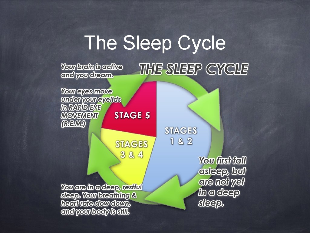 The Sleep Cycle 