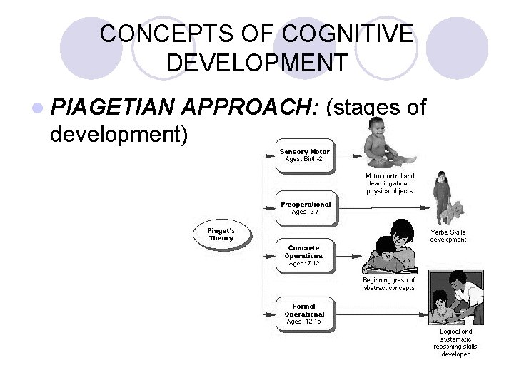 CONCEPTS OF COGNITIVE DEVELOPMENT l PIAGETIAN APPROACH: (stages of development) 