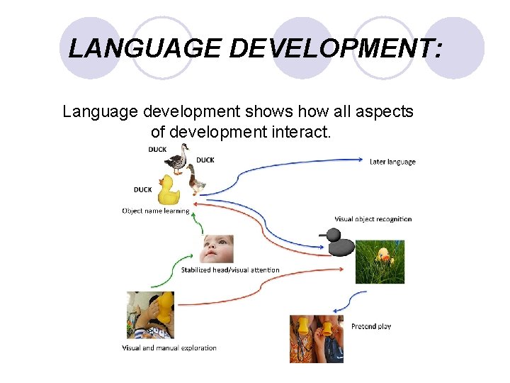 LANGUAGE DEVELOPMENT: Language development shows how all aspects of development interact. 