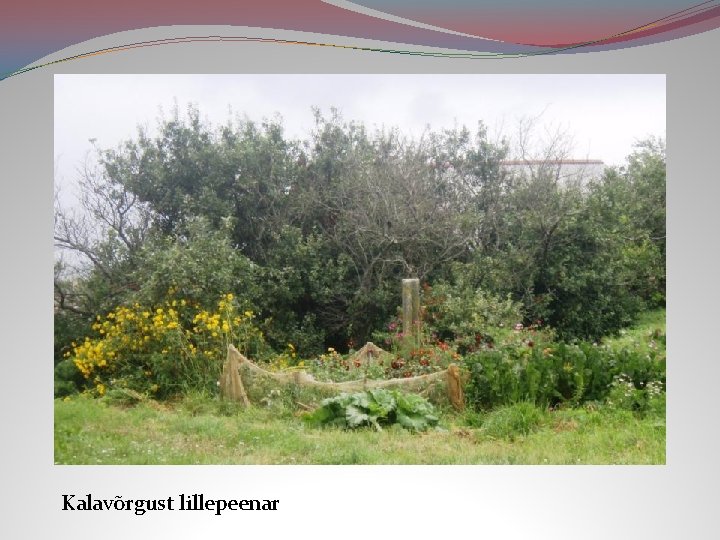 Kalavõrgust lillepeenar 