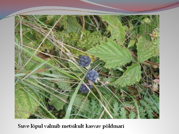 Suve lõpul valmib metsikult kasvav põldmari 