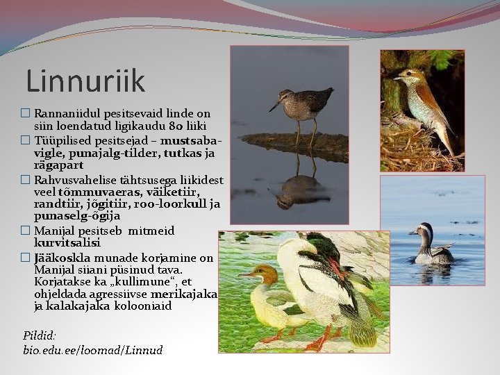 Linnuriik � Rannaniidul pesitsevaid linde on siin loendatud ligikaudu 80 liiki � Tüüpilised pesitsejad